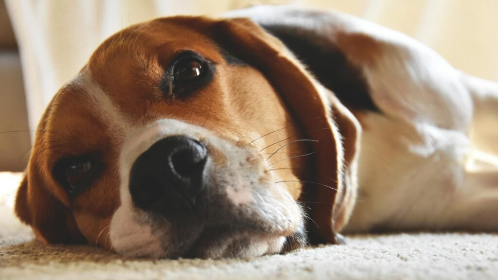 Relaxed beagle dog lying indoors, showcasing adorable expression and fur detail.