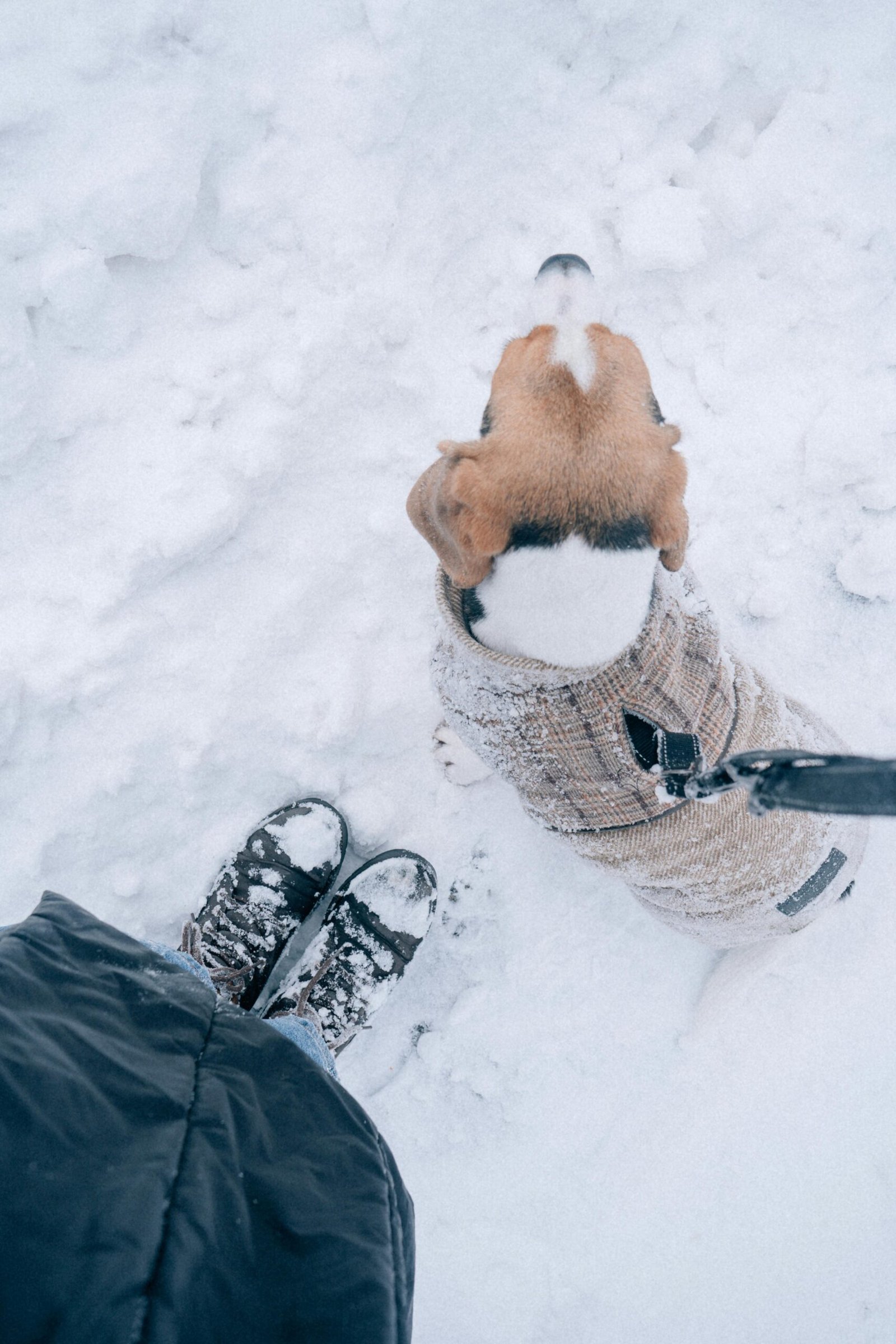 Top view of a beagle on a winter walk in the snow, showing boots and a cozy jacket.