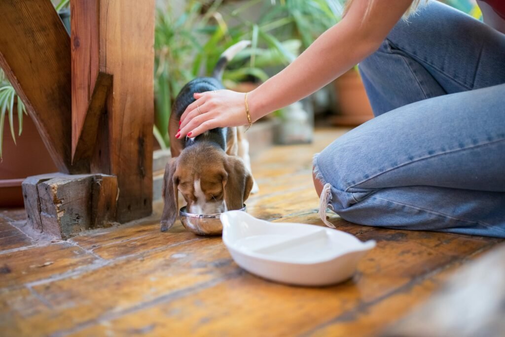 A beagle puppy being fed by a woman on a wooden floor indoors, Portugal.